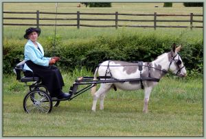 Triple C's Love Bug, Champion High Point Driving Gelding